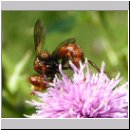 Sicus ferrugineus - Gemeine Breitstirnblasenkopffliege 04.jpg